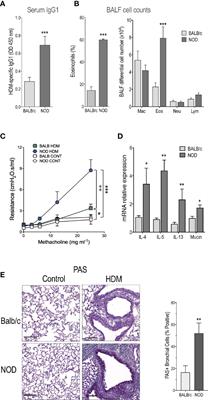 IL-4 and IL-17 Are Required for House Dust Mite-Driven Airway Hyperresponsiveness in Autoimmune Diabetes-Prone Non-Obese Diabetic Mice